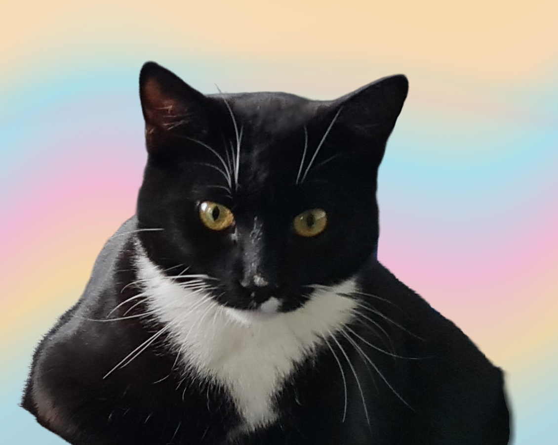 Portrait of our real black-and-white cat, with the home background removed.