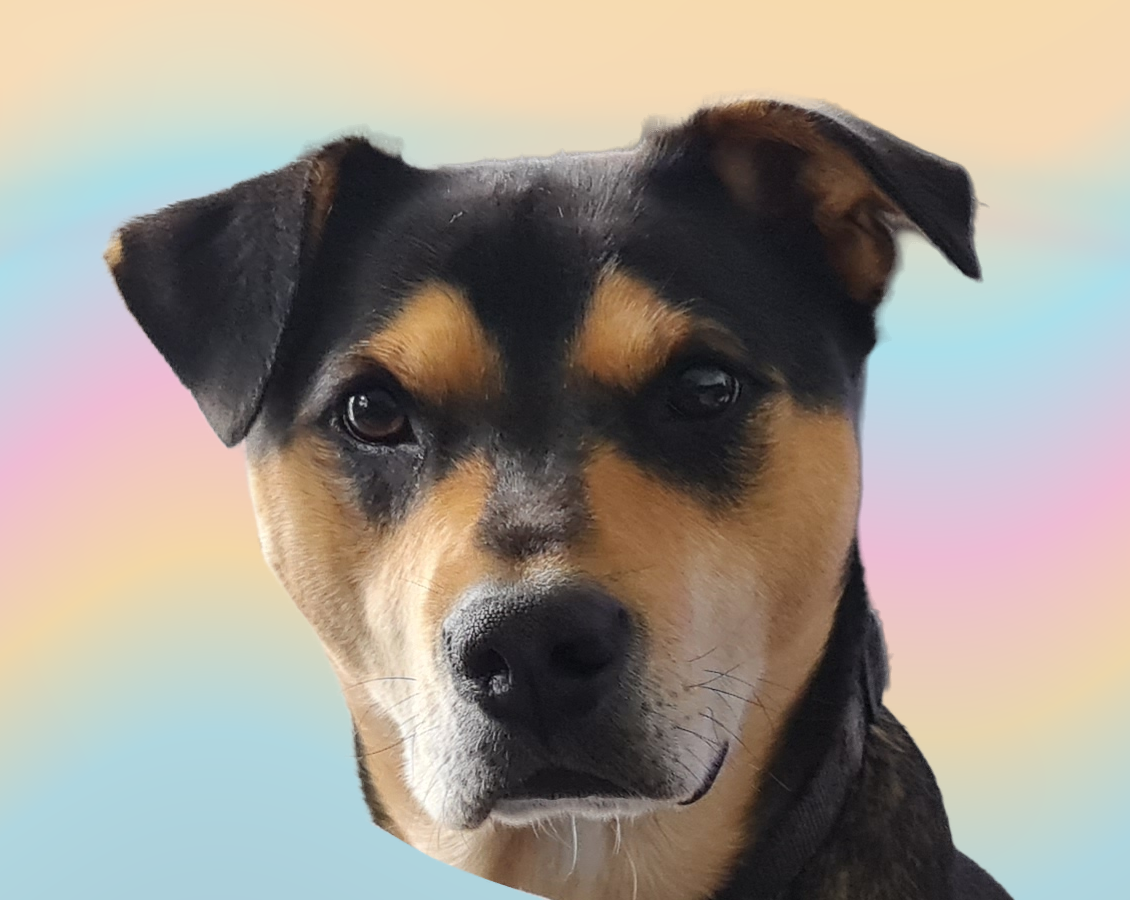 Portrait of our real black-and-tan dog, with the home background removed.