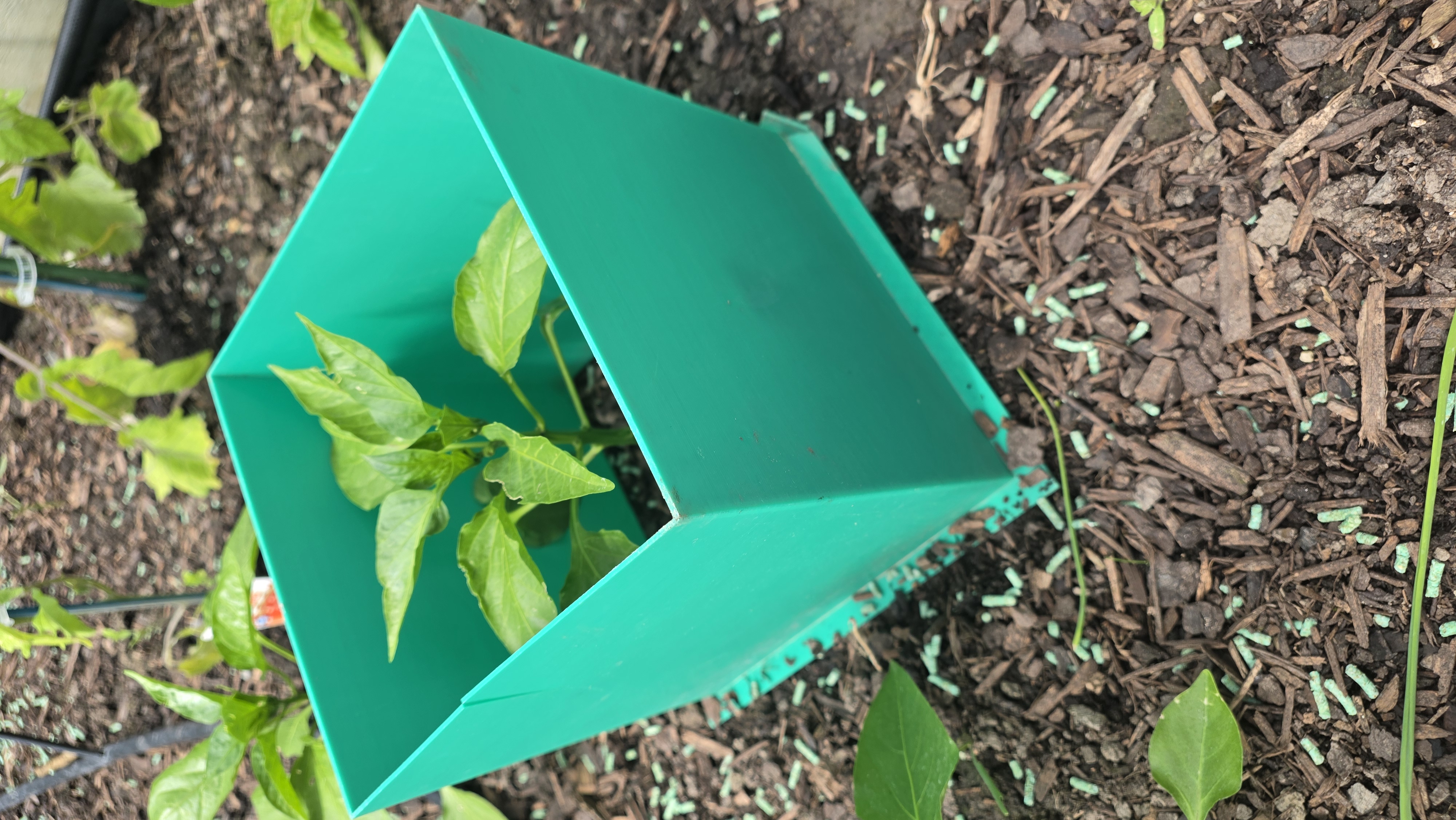 Turquoise printed windbreak surrounding a plant in the garden.